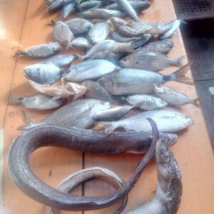Sea Fishing Expedition Under Sail